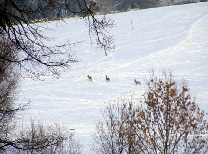 srny v zimě 2010
